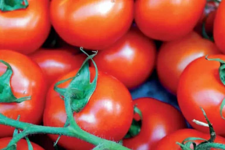 Résilience climatique : les activités tournées vers l’export performent