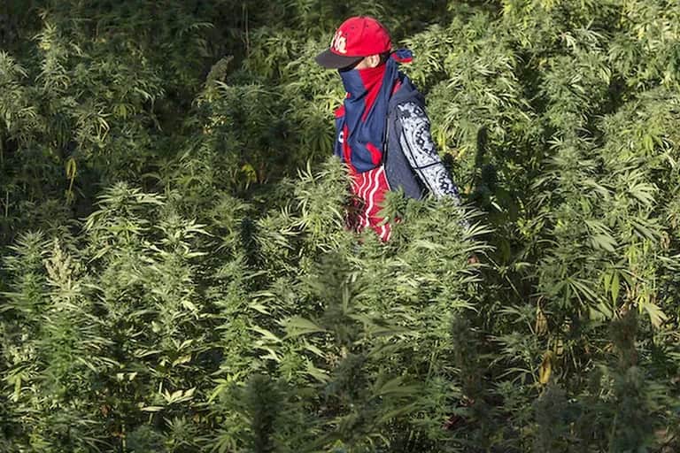 Usage licite du cannabis au Maroc: voici les régions autorisées pour la production