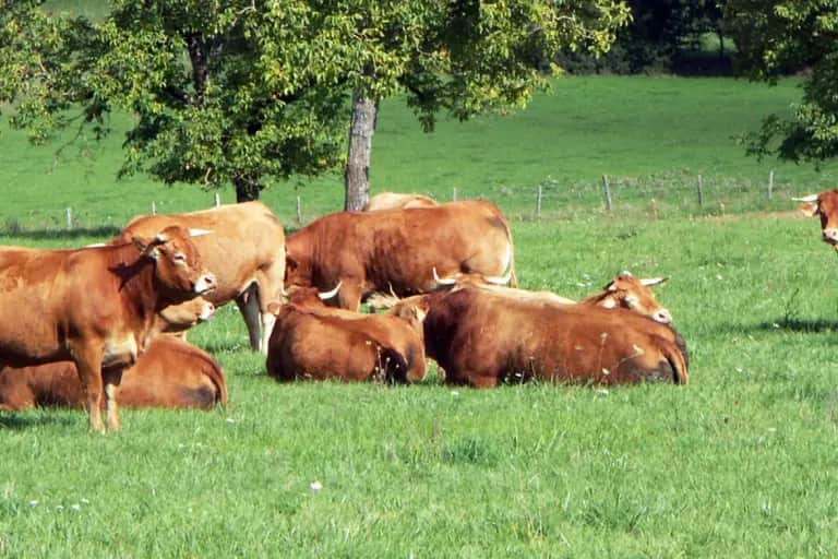 Viandes rouges : des réserves sur l’autorisation des importations