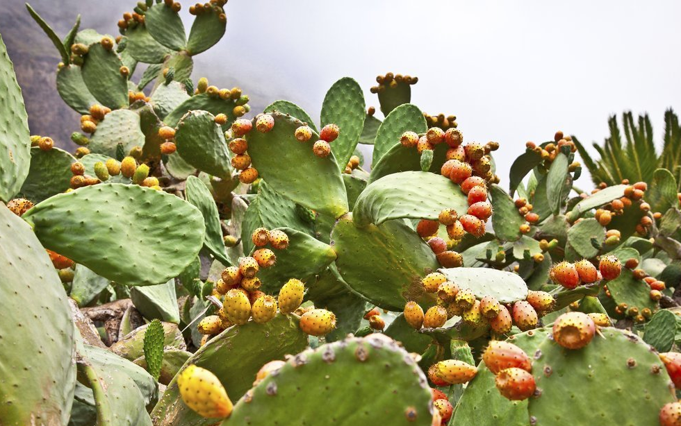 Figues de barbarie : une filière qui défie la sècheresse