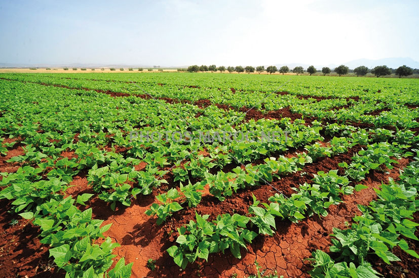 Campagne agricole : Le discours apaisant de la tutelle