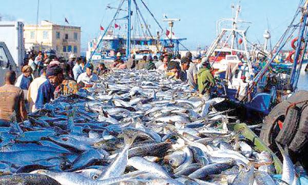 Tanger: La Fédération des Chambres de pêches maritimes approuve son plan d'action 2018