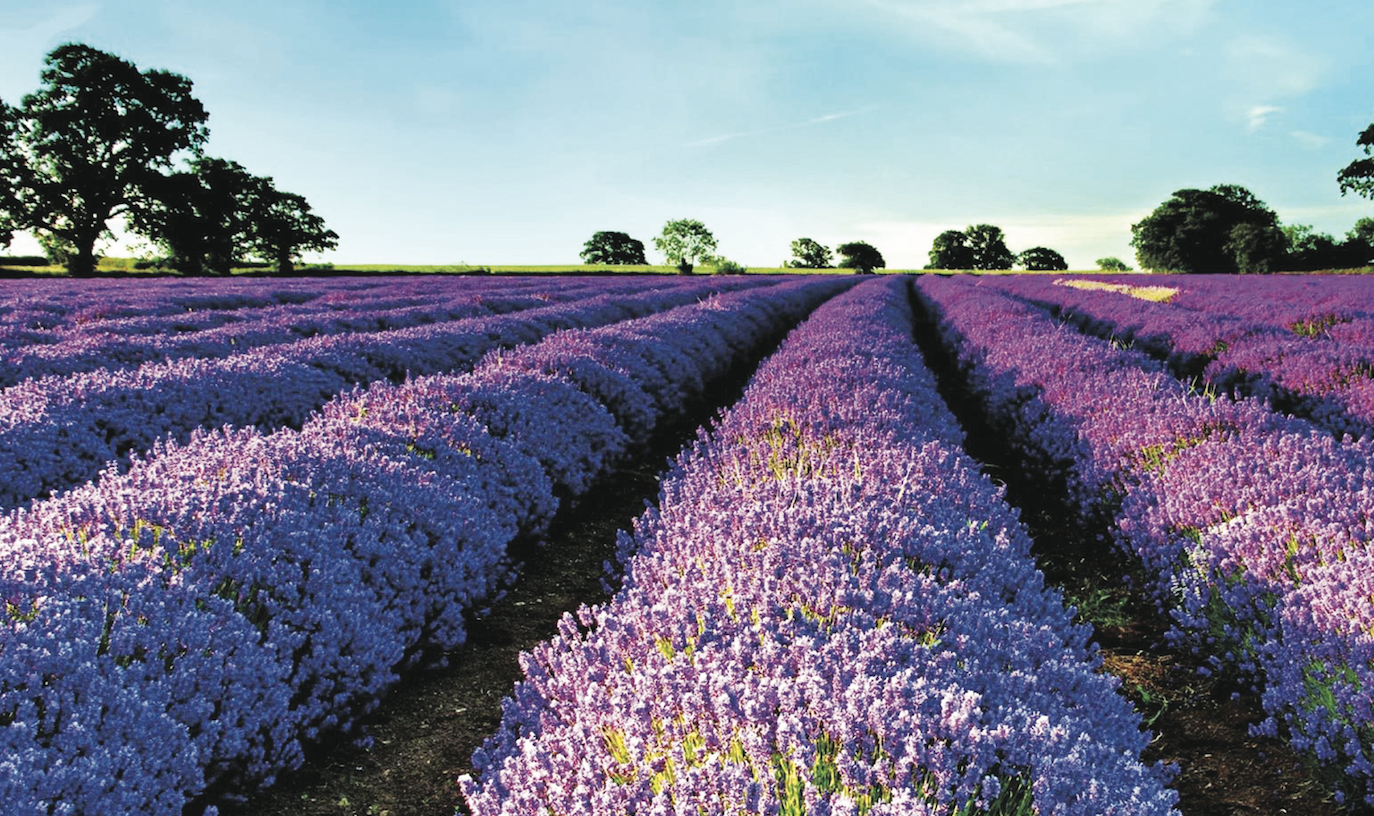 Plantes aromatiques et médicinales : Une filière à fort potentiel à l’export