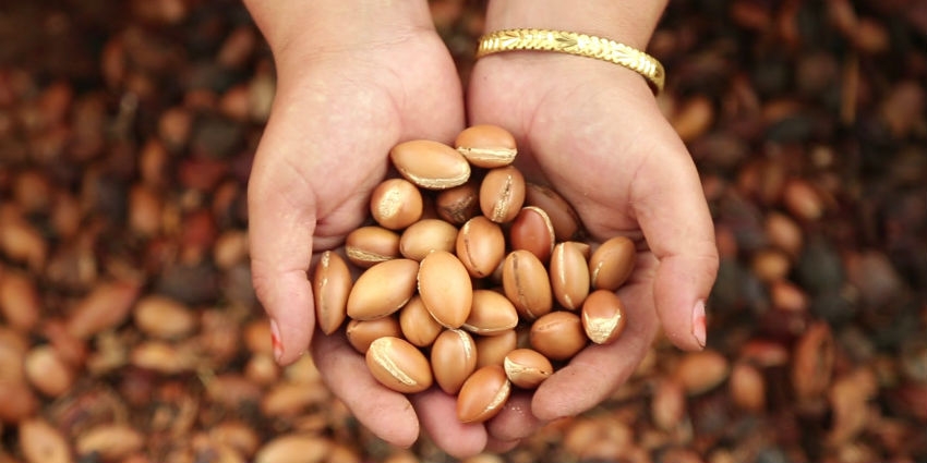 Argan : la filière monte en cadence