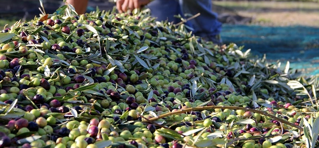 Oléiculture : L’année de tous les records