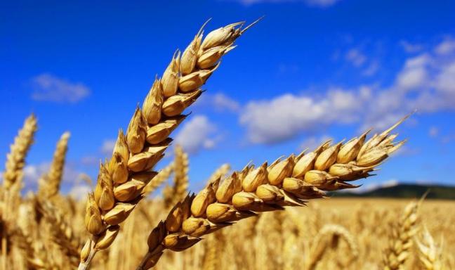Mauvaise campagne agricole : le couperet est tombé