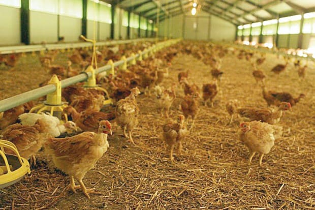 Aviculture : Le secteur se prépare à de nouveaux défis - Infos