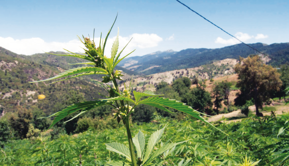 Légalisation du cannabis : Le projet refait surface sur fond d’enjeu électoral