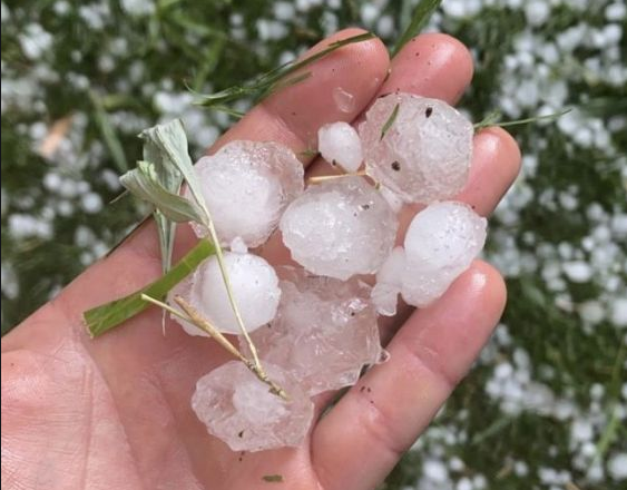 Tempête de grêle à Fes-Meknès : Seuls 600 ha assurés chez la Mamda