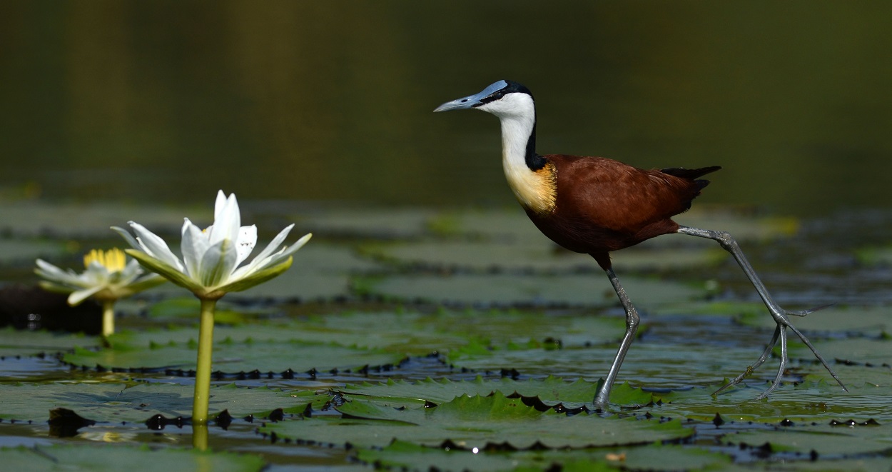 Biodiversité: Ces atouts avérés du Maroc