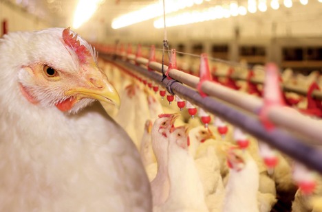 Aviculture : Le secteur au bord du gouffre