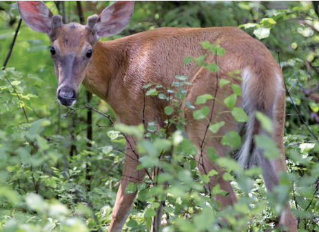 Biodiversité : La faune décimée en moins de 50 ans