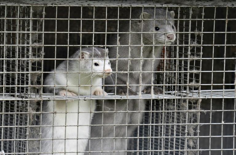 Danemark: une mutation du Covid-19 oblige l'abattage de millions de visons