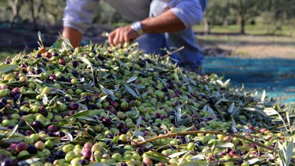 Maroc-Espagne: Opportunités de coopération dans la filière oléicole