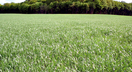 Ministère de l'agriculture: "Les dernières pluies auront un impact très positif sur l'évolution de la campagne agricole"