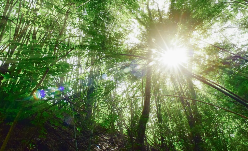 Biodiversité : Un tiers des arbres du monde en danger