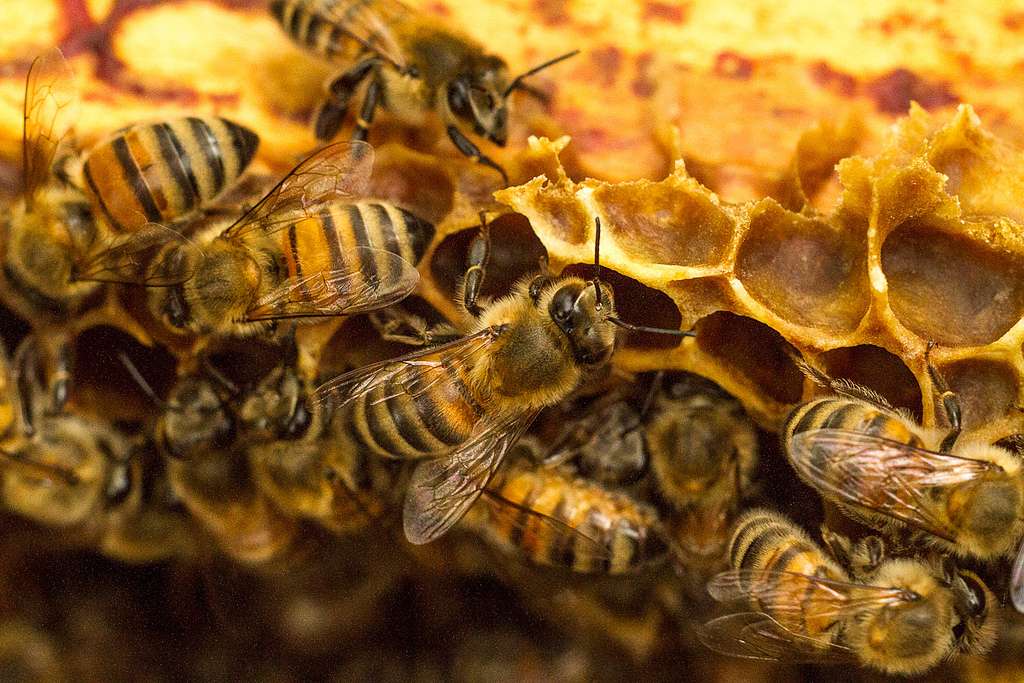 Apiculture: une niche au chevet des petits exploitants