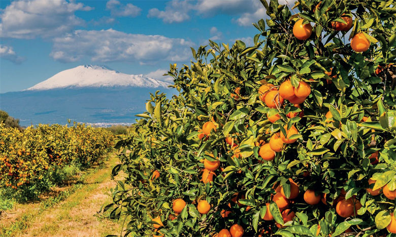 Agrumiculture: la production devrait s’inscrire en hausse de 14%