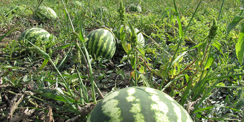 Déficit hydrique: quel modèle agricole face aux sécheresses récurrentes ?