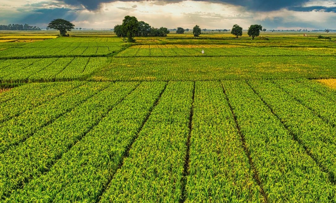 Cultures printanières: la situation se présente sous de bons auspices