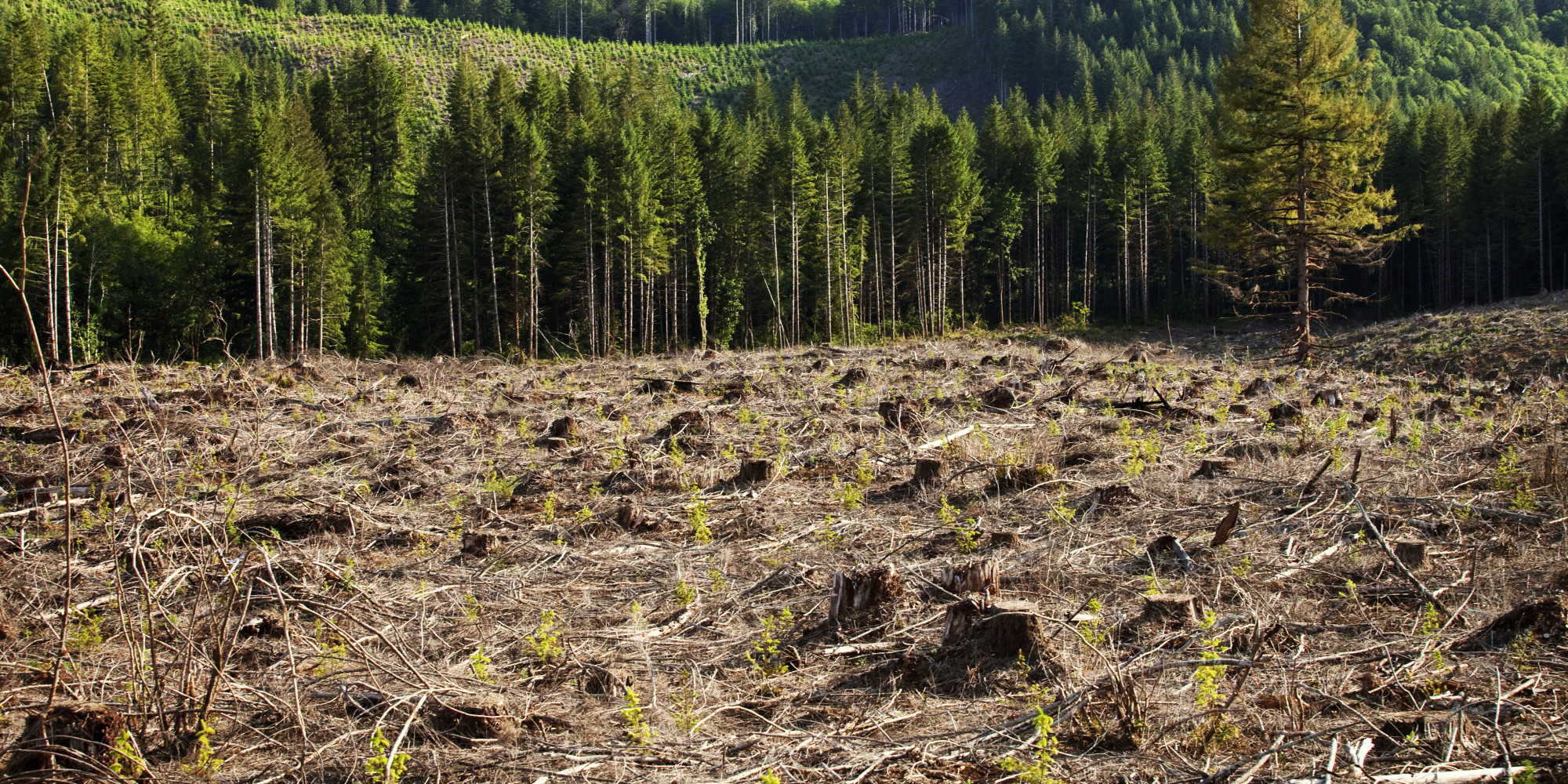 Environnement: le patrimoine forestier marocain en détresse