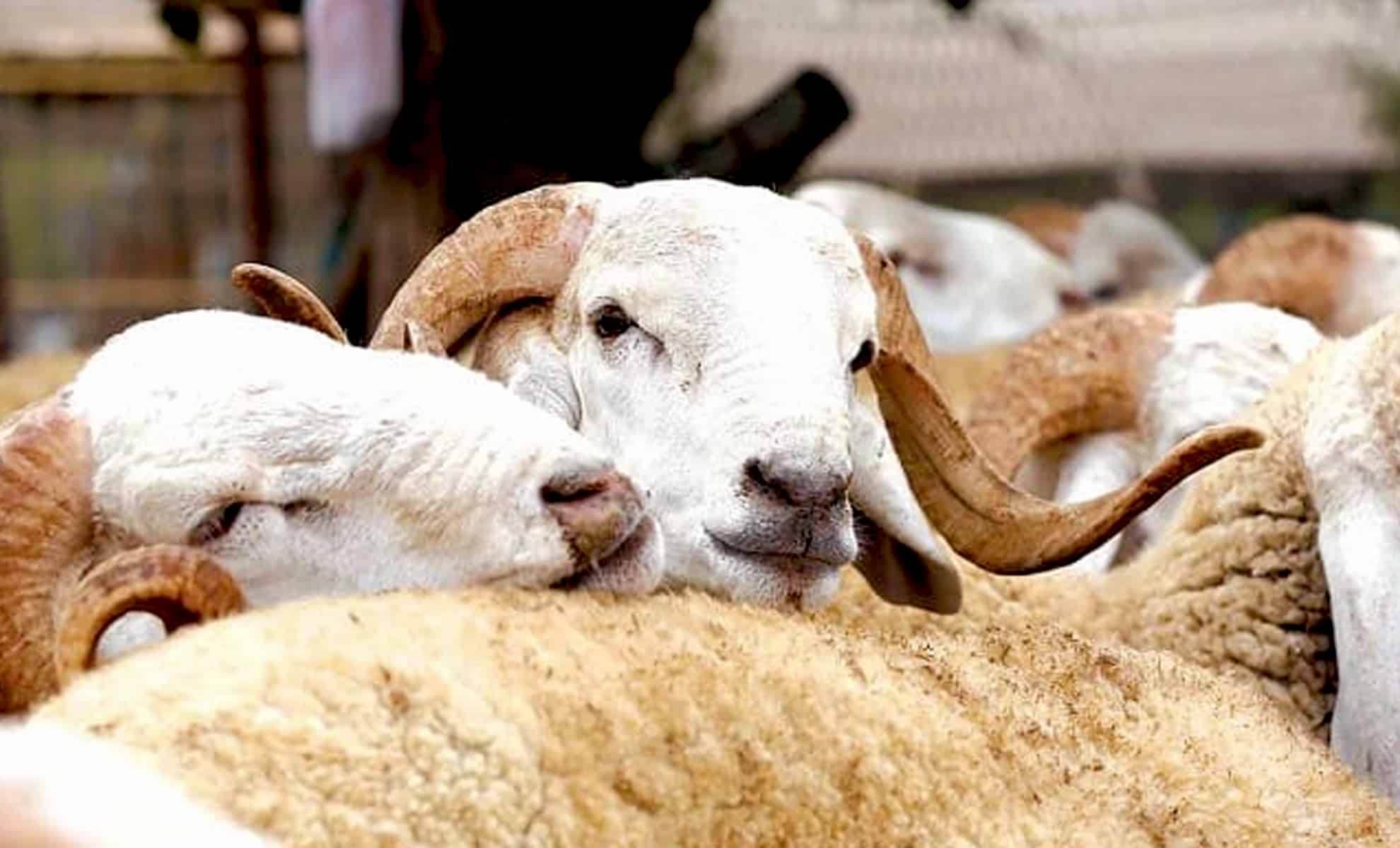 Aïd Al-Adha: la tutelle rassure quant à l’abondance de l’offre