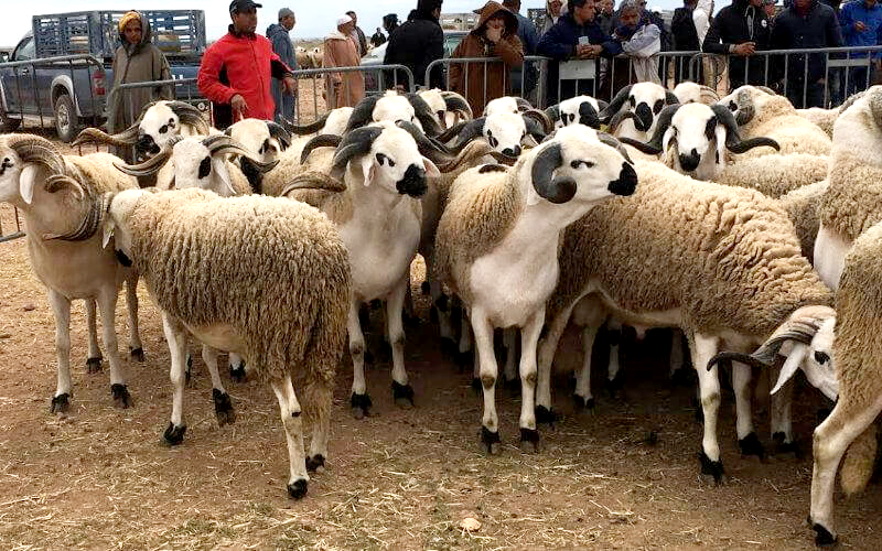Aïd Al-Adha: près de 13% des ménages marocains n'accomplissent pas le rituel du sacrifice