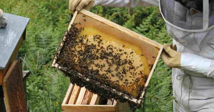 Apiculture : une filière fragilisée par des pratiques frauduleuses