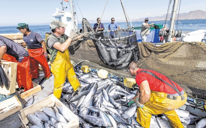 Pêche : plus de 2,36 milliards de DH de produits commercialisés à fin février